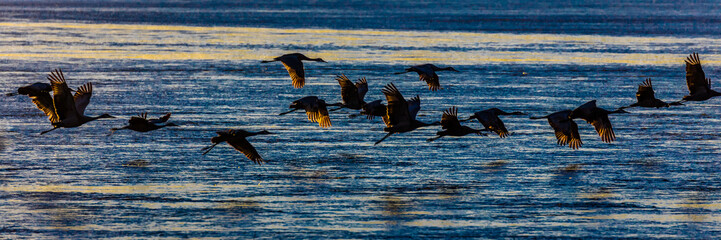 Grand Island, Nebraska -PLATTE RIVER, UNITED STATES Migratory water fowl and Sandhill Cranes are on their spring migration from Texas and Mexico, north to Canada, Alaska, and Siberia