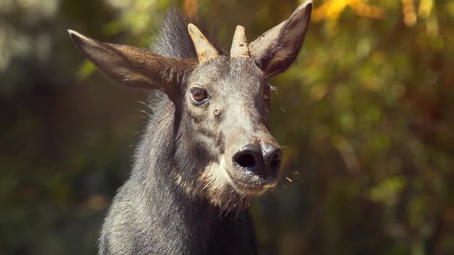 Portrait of an adult Serow close up