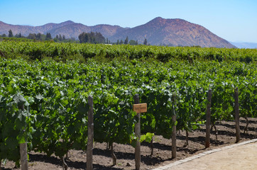 Dec 20, 2015 - Santiago, Chile: Grape varietals growing in the Concha y Toro vineyards