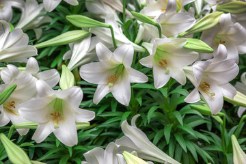 Fototapeta na wymiar Spring lilies flowers in green grass