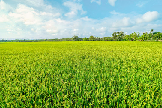 a paddy field