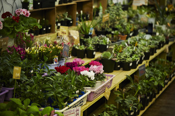 plants in greenhouse