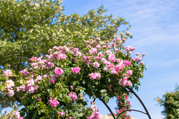 pink roses in spring