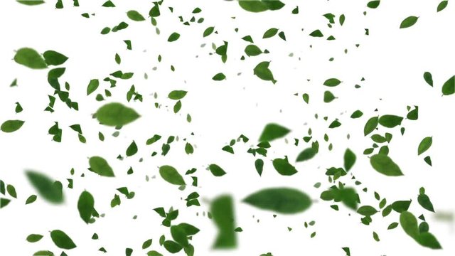 Leaf-2-base