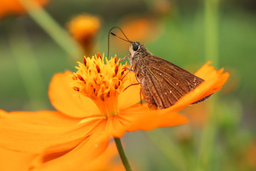 Butterfly sucks a nectar