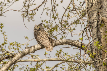 Great Horned Owl on Guard