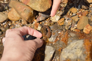 磯遊びする親子