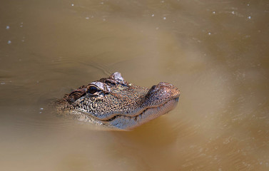 Portrait of a Gator