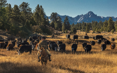 Cowboys on Cattle Drive Gather Angus/Hereford cross cows and calves, San Juan Mountains, Colorado