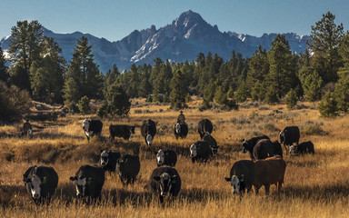 Cowboys on Cattle Drive Gather Angus/Hereford cross cows and calves, San Juan Mountains, Colorado