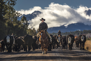 Cowboys on Cattle Drive Gather Angus/Hereford cross cows and calves, San Juan Mountains, Colorado