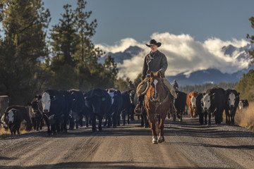 Cowboys on Cattle Drive Gather Angus/Hereford cross cows and calves, San Juan Mountains, Colorado