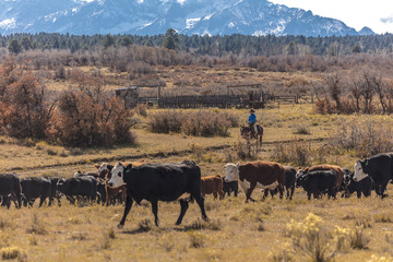 Cowboys on Cattle Drive Gather Angus/Hereford cross cows and calves, San Juan Mountains, Colorado