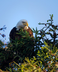 Closeup (800 mm ) of a bald eagle perched on a tree, seen in the wild in  North California