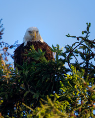 Closeup (800 mm ) of a bald eagle perched on a tree, seen in the wild in  North California