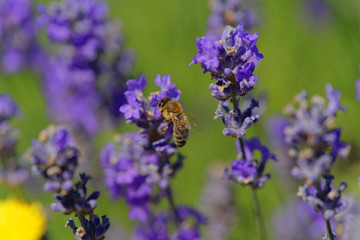 Blossoming lavender, bees are observed in the flowers trying to drink the nectar to carry the honeycomb