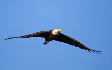 Closeup (800 mm ) of a bald eagle flying, seen in the wild in  North California