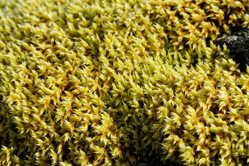 Mosses Fissidens set naturally