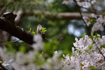 桜の木で上を見上げるコゲラ