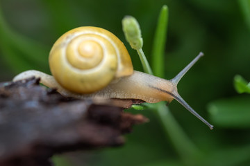 Garten Bänderschnecke ohne Bänder