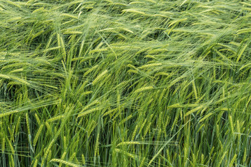 Grünes Kornfeld im Mai