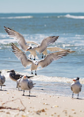 Flying Seagulls Landing on the Beach - 205324372