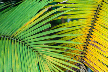 Leaves from Jussara palm tree, Atlantic rainforest native palm tree, Serrinha do Alambari, Rio de Janeiro Brazil