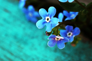 blue spring flowers so close