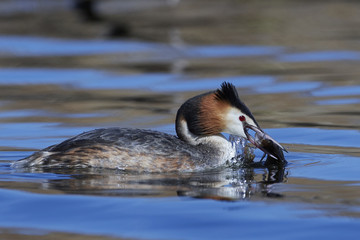 Great crested grebe (Podiceps cristatus)