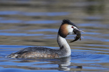 Great crested grebe (Podiceps cristatus)