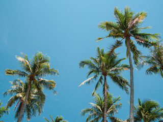 Naklejka na ściany i meble Coconut Palm Tree Summer