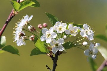 spring white flowers