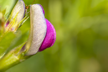 Virgin clover blossom in the summer season