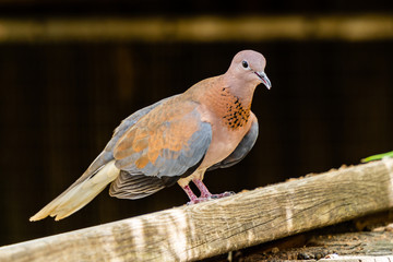 The laughing dove Spilopelia senegalensis on a black background.