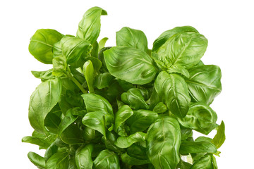 Sweet basil herb leaves bunch isolated on white background