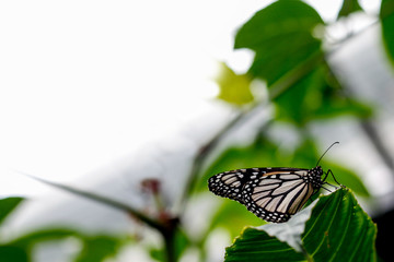 The White Monarch Butterfly