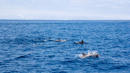 Playful dolphins swimming in open ocean waters near Ventura coast, Southern California