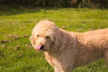 Labradoodle