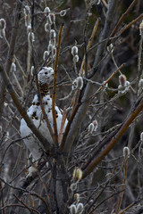 Willow Ptarmigan (Lagopus lagopus)