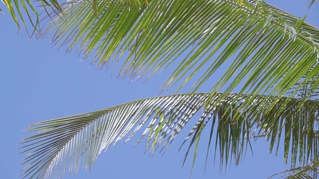 Leaves of Palm Trees against the Blue Sky. Slow Motion