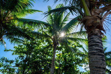 SUN AND PALM TREE