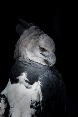 Immature harpy eagle (Harpia hapyja) named 'Panama'. This bird hatched in Florida and is now at the Summit Zoo and Gardens in Panama. The harpy eagle is the national bird of Panama. - obrazy, fototapety, plakaty