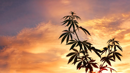 Marijuana plants before harvest time in sunshine. Thematic photos of cannabis, green leaf,...