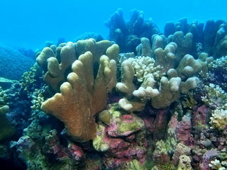 Fototapeta na wymiar Stone coral