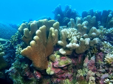 Stone coral