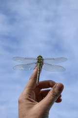beautiful dragonfly spreading her wings and resting on a human finger or hand, ready to take off and fly in the blue sky