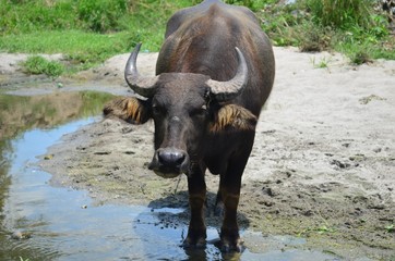 Carabao, water buffalo in the nature of the Philippines.