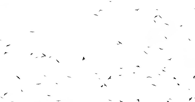 Flock of Birds on white background