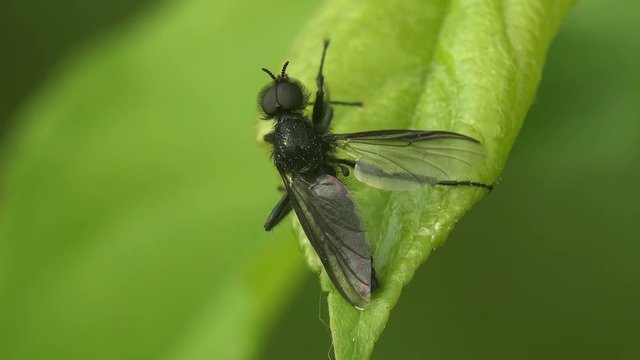 Insect Bibionidae March flies and lovebugs are family of flies Diptera fly, cleans wings on green leaf, macro