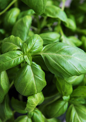 Fresh green basil herbs